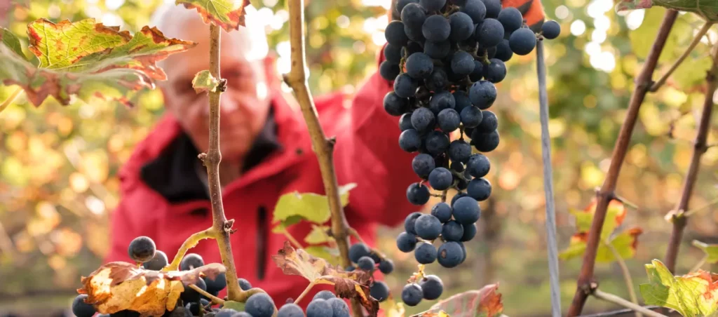 Wijn kerstpakket voor relaties